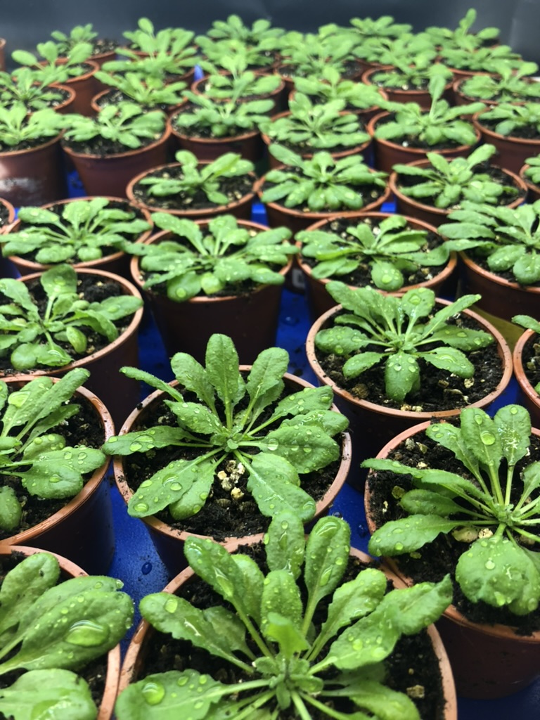 Arabidopsis plants growing in pots under controlled conditions