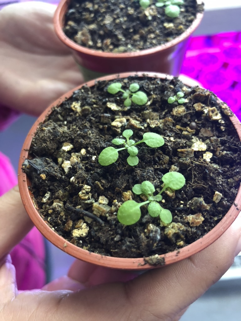 Arabidopsis seedlings growing in pots under controlled conditions