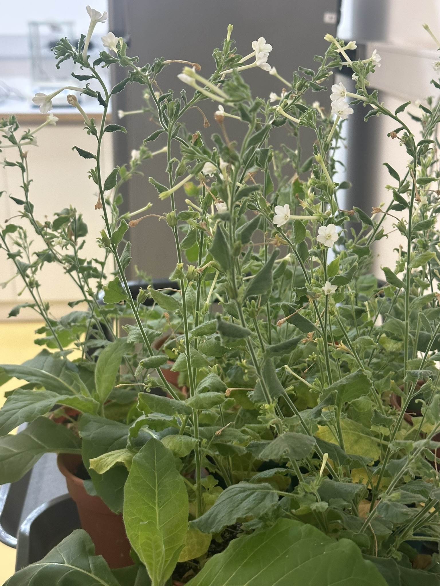 Flowering plants growing under controlled conditions