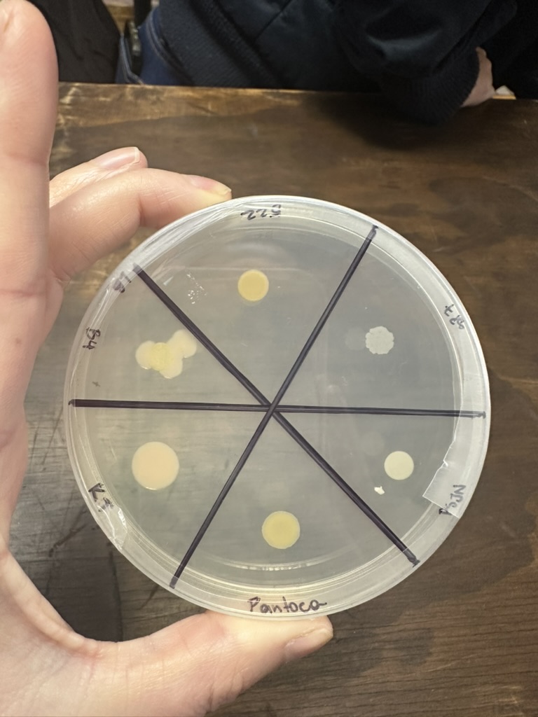 Petri dish showing microbial diversity during the Maestra Naturaleza outreach activity