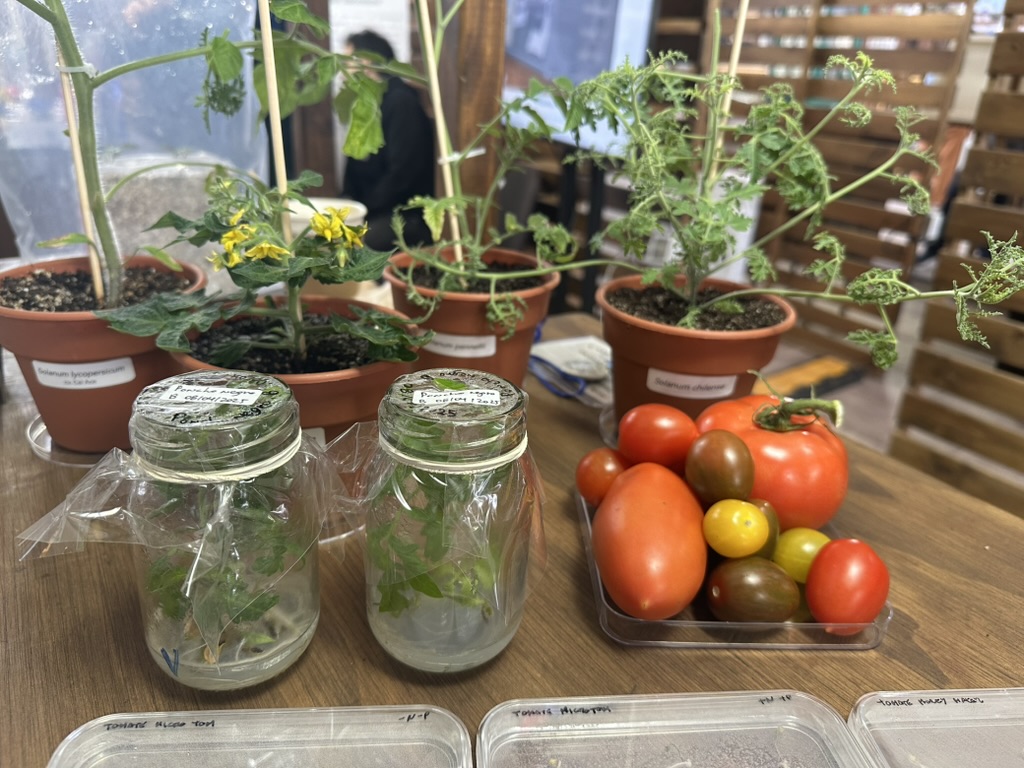 Plants and tomato diversity used in the MJP Lab outreach display