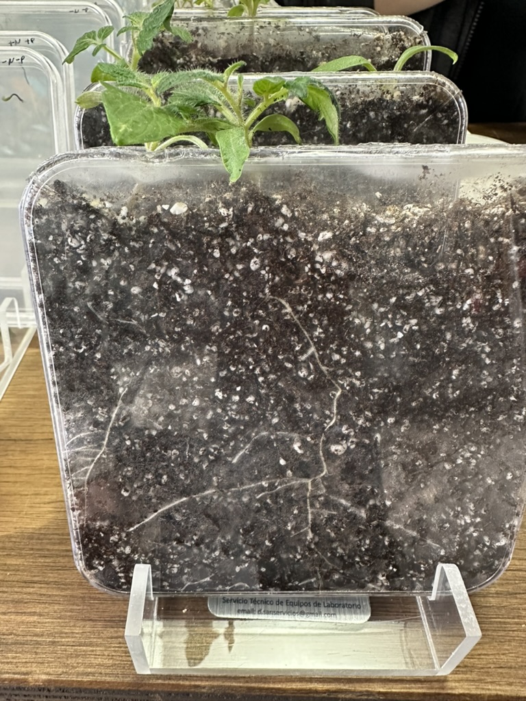 Transparent root observation system used in the MJP Lab outreach activity