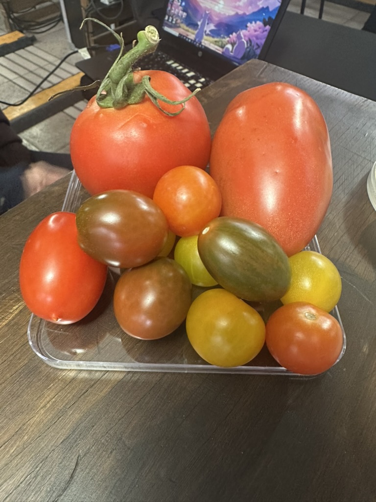 Tomato diversity displayed at the Maestra Naturaleza outreach stand