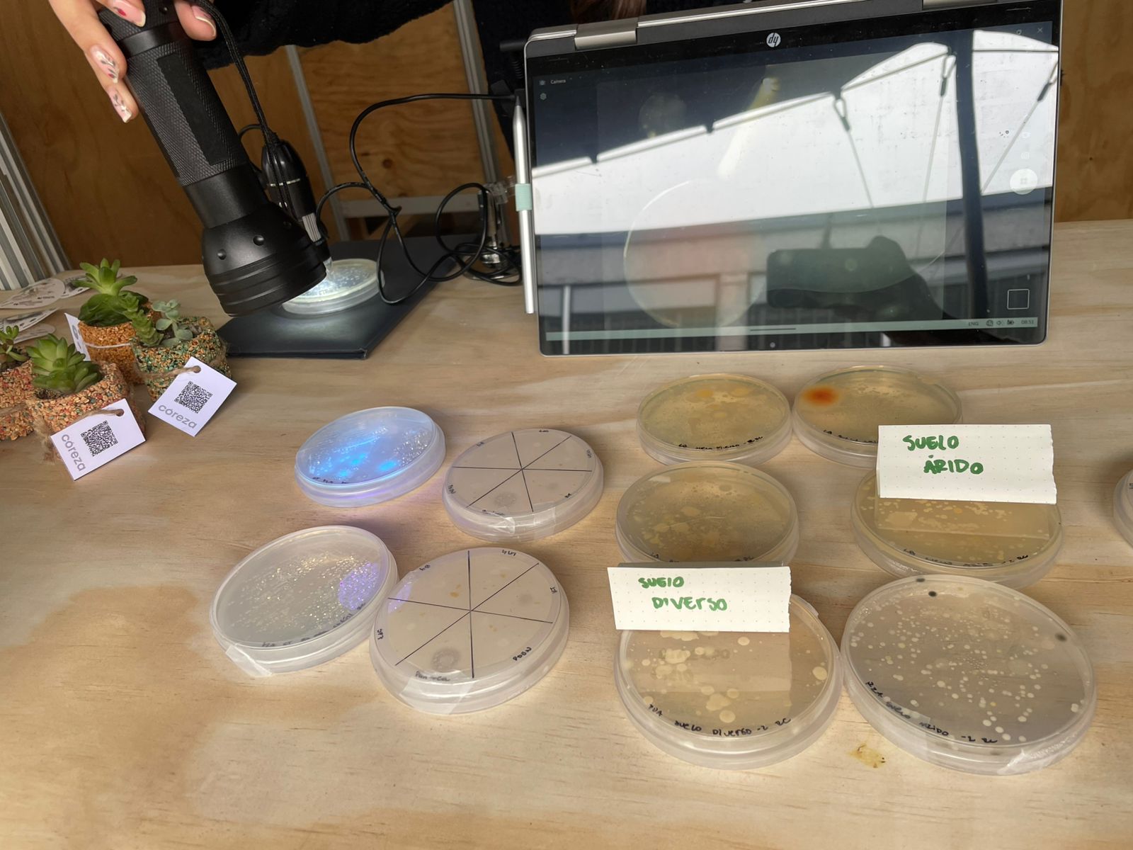 Petri dishes and soil microbiology display at Territorios con Memoria