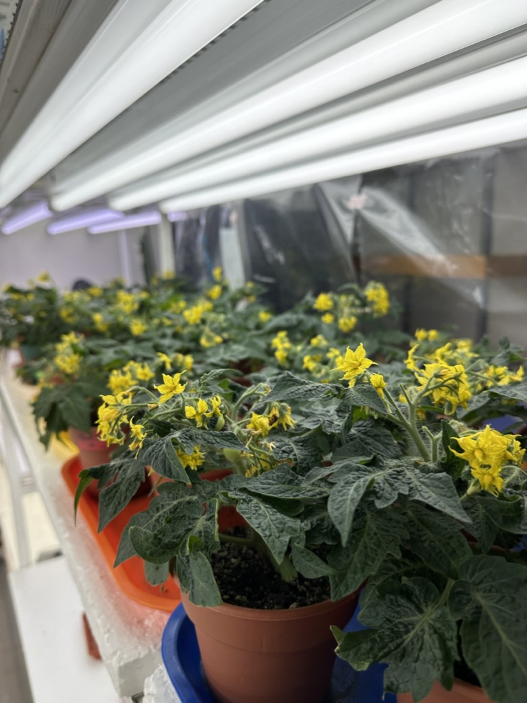 Flowering tomato plants growing under controlled conditions