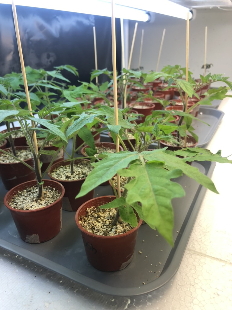 Tomato plants growing in pots under controlled conditions